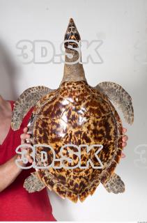Turtle body photo reference 0031